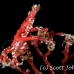 crab_xeno_jj_kb_h_0083_png0163.jpg